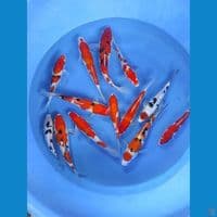 mix 20-30cm 13ekor