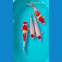 paket breding 40_43_43_45cm