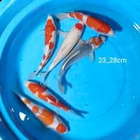 ciamik 23_28cm