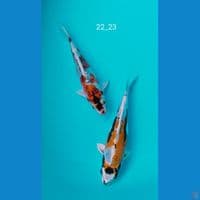 redy show 22_23cm