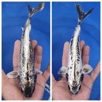 paket banana putih 2 ekor