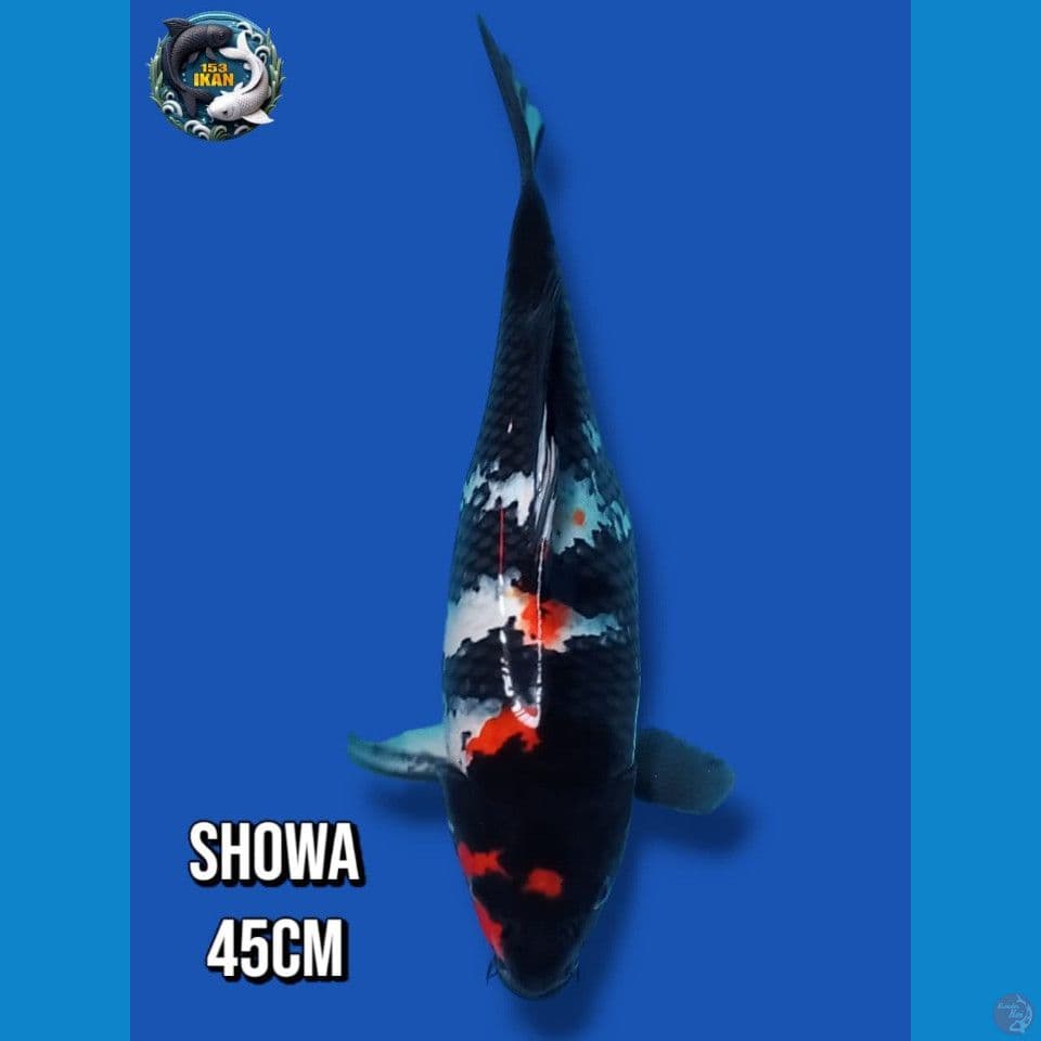 Showa