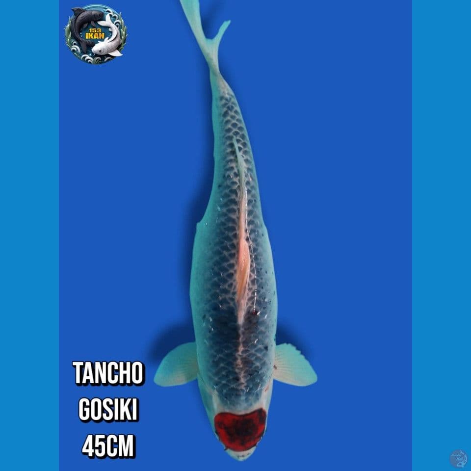 Tancho Goshiki
