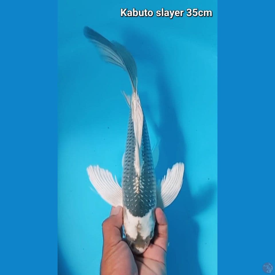 kabuto slayer 35cm Male