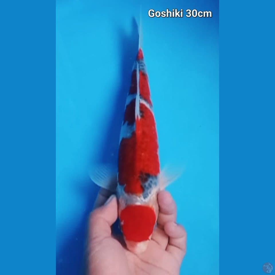 Maruten goshiki 30cm 