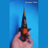 Hi utsuri 19cm Male