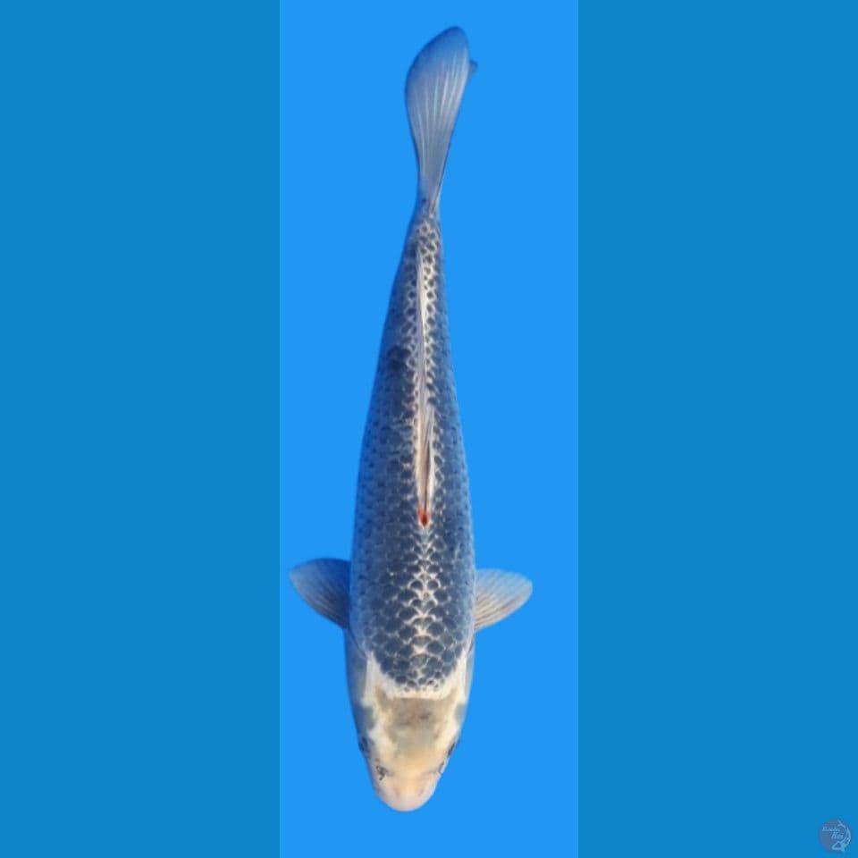polosan 40cm