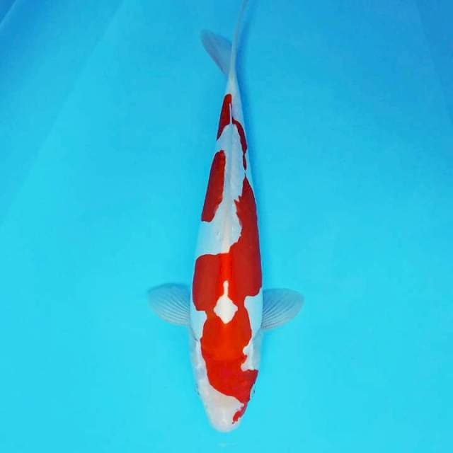 KANYA 5 ~ KOHAKU DOITDU MURNI,-