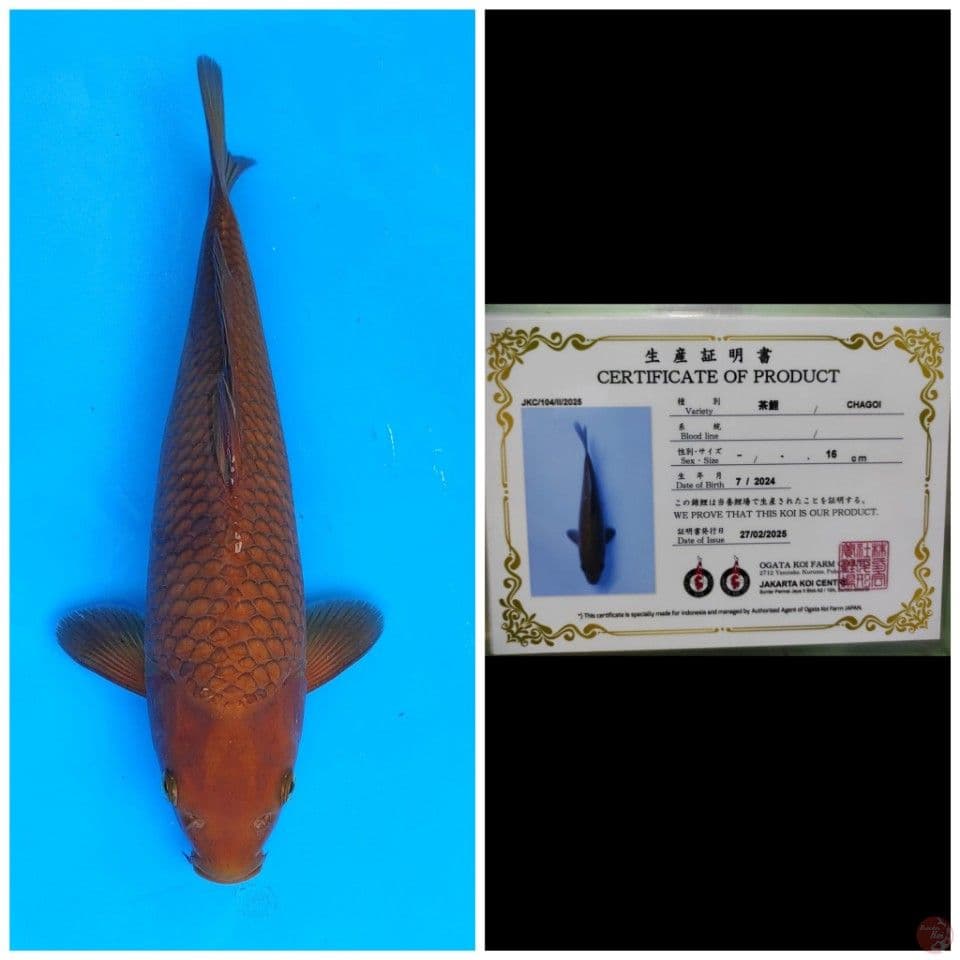Ogata Chagoi 