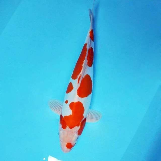 KANYA 6 ~ KOHAKU DOITSU POLKADOT,-