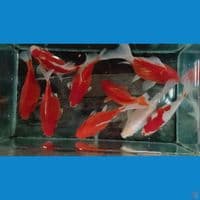 jumbo tamasaba 10 15 cm 9 ekor