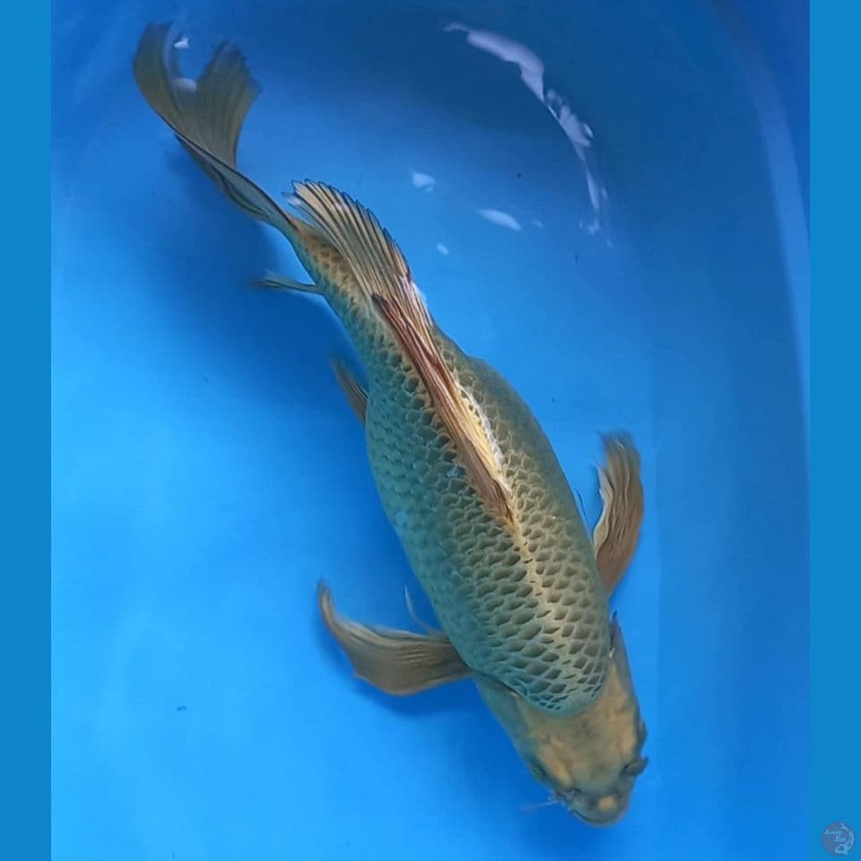KUMPAY GENDONG TELUR 48CM