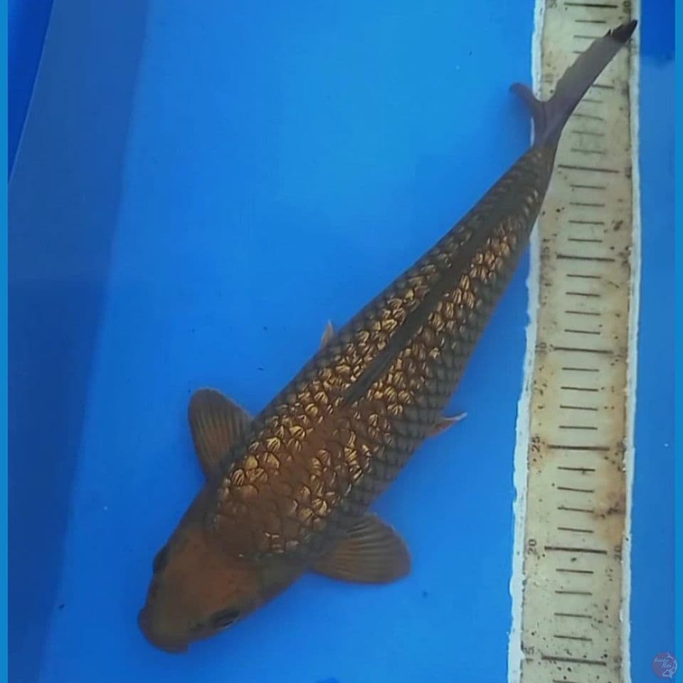 CHAGOI GINRIN BERPUNUK 37CM