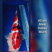 sanke DOITSU murni 45cm male 