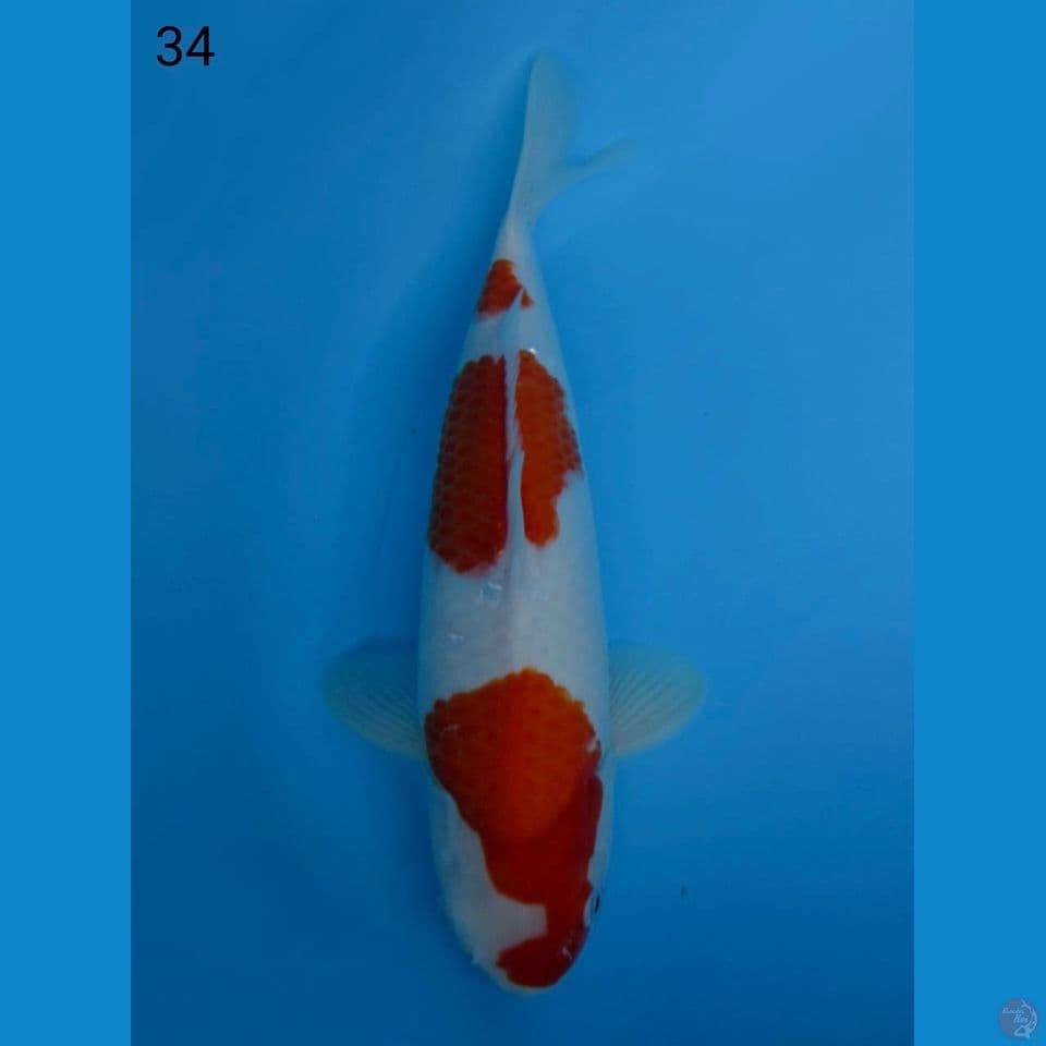 34cm male - Red Kohaku 