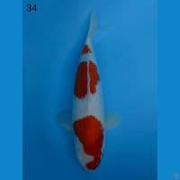34cm male - Red Kohaku 