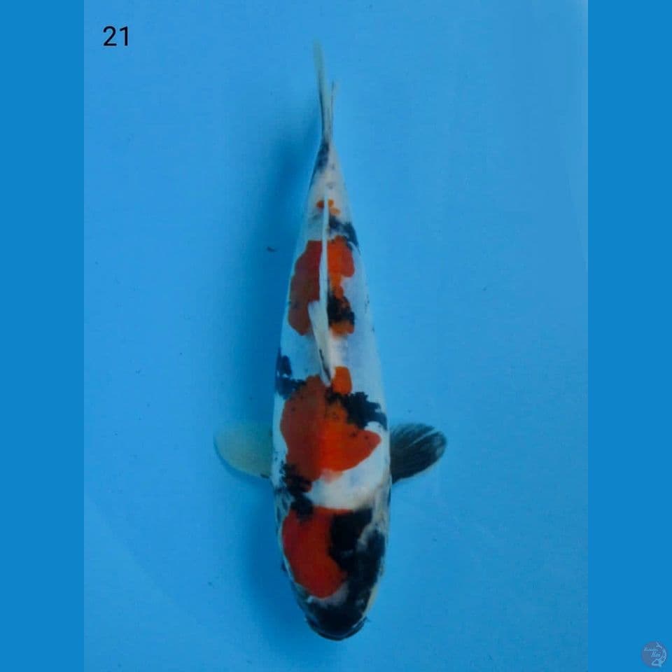21cm male - Ori  Showa Doitsu HQ 