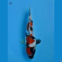 21cm male - Ori  Showa Doitsu HQ 
