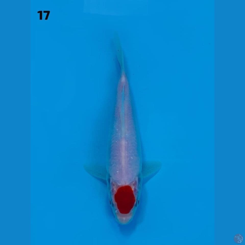 17cm male - Tancho no bocor ori