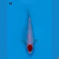 17cm male - Tancho no bocor ori