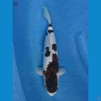 32cm unchek - Budo koromo 