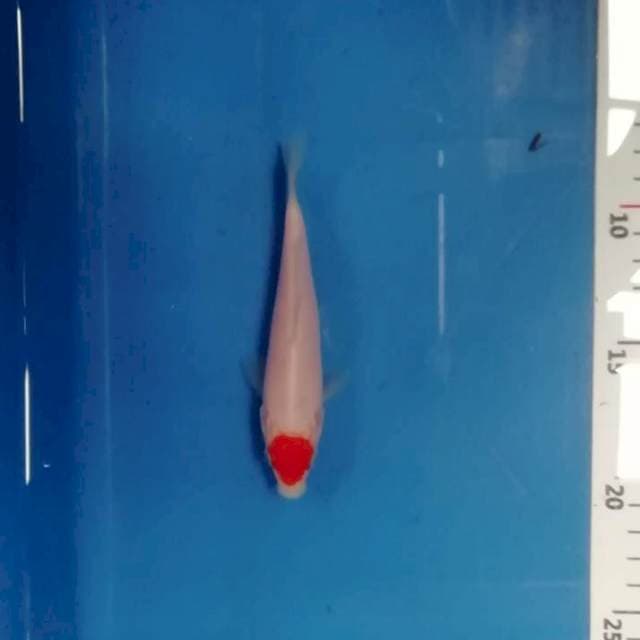 13cm Tanho Kohaku 