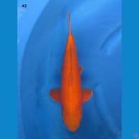42cm male - Red Benigoi Bersih 