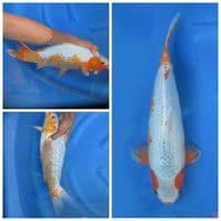 36cm - Sabikoyo bulky 