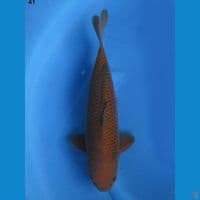41cm male - Chagoi Tembaga