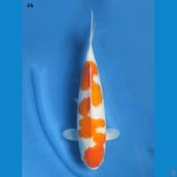 36cm male - Inazuma Kohaku