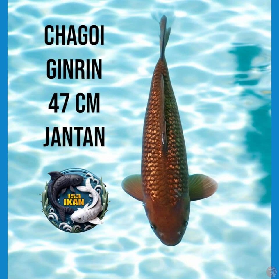 Chagoi Ginrin