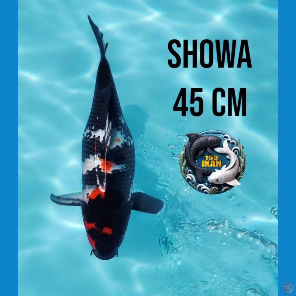 Showa