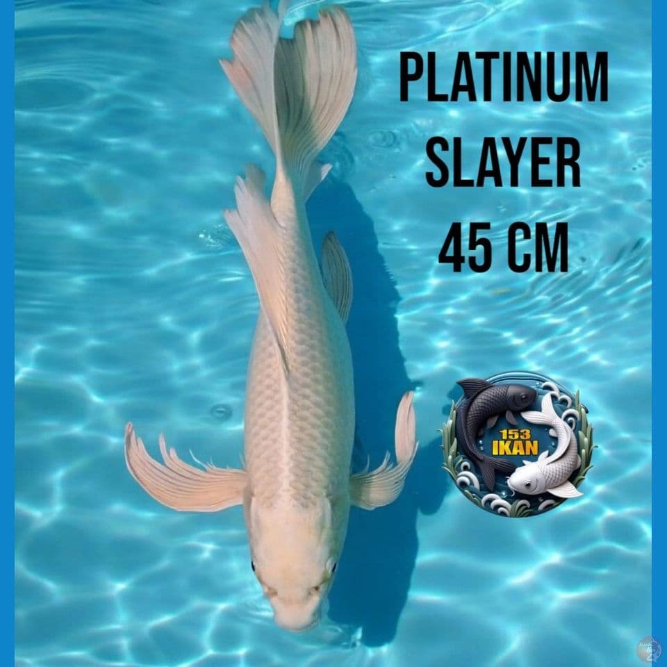 Kumpay Platinum