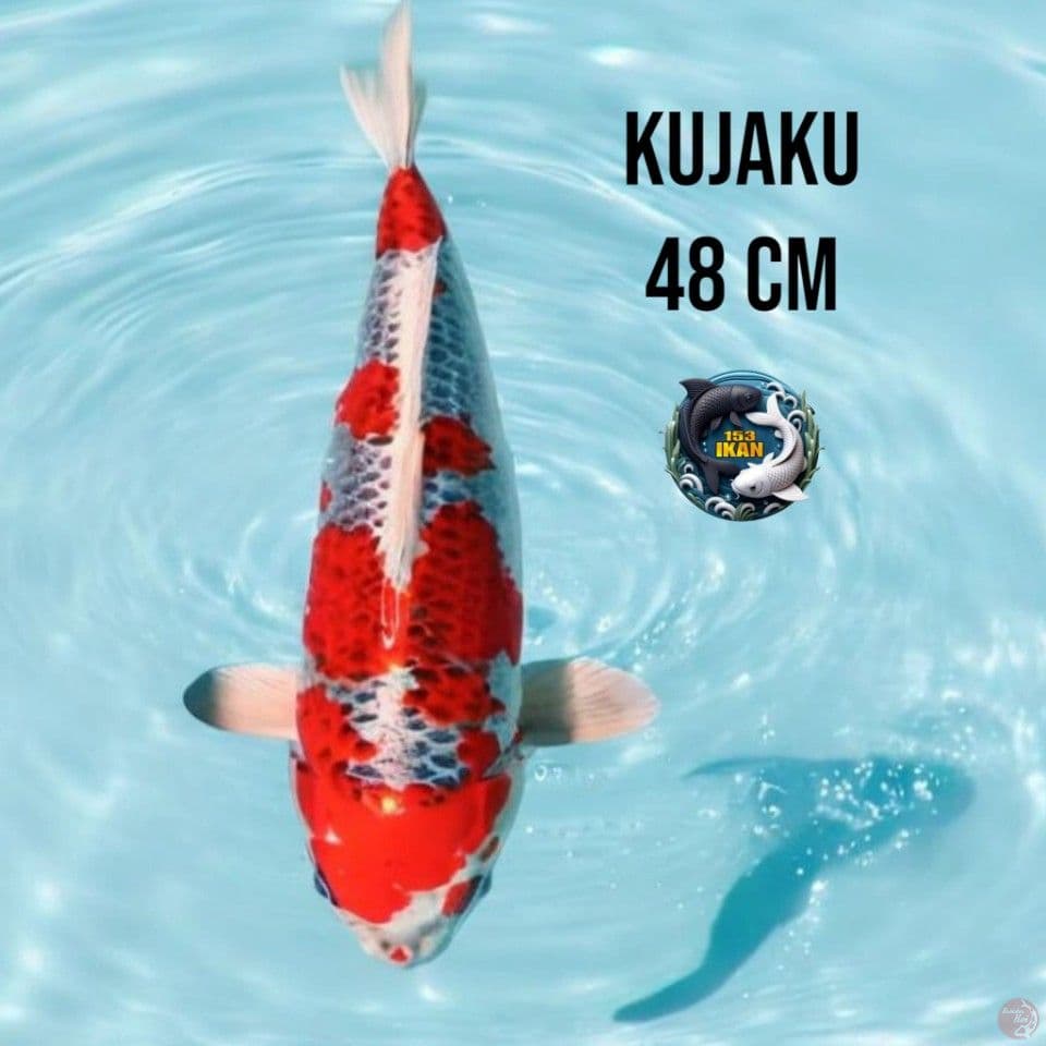 Kujaku