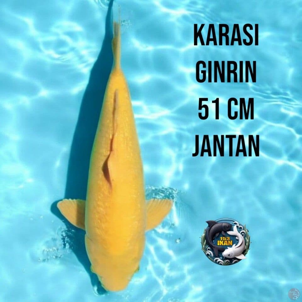 Karashi Lemon Ginrin