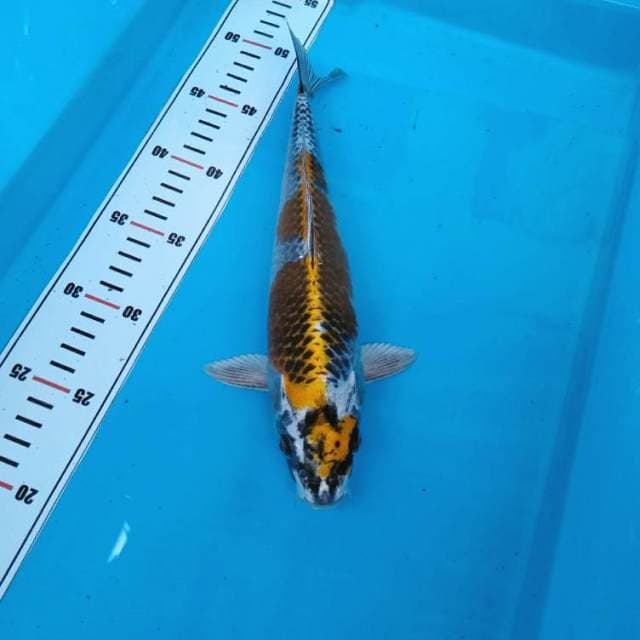 NKC - benigingga