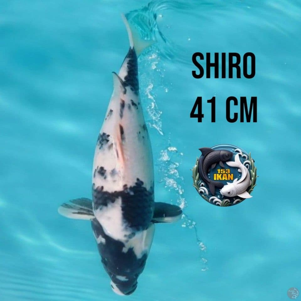 Shiro