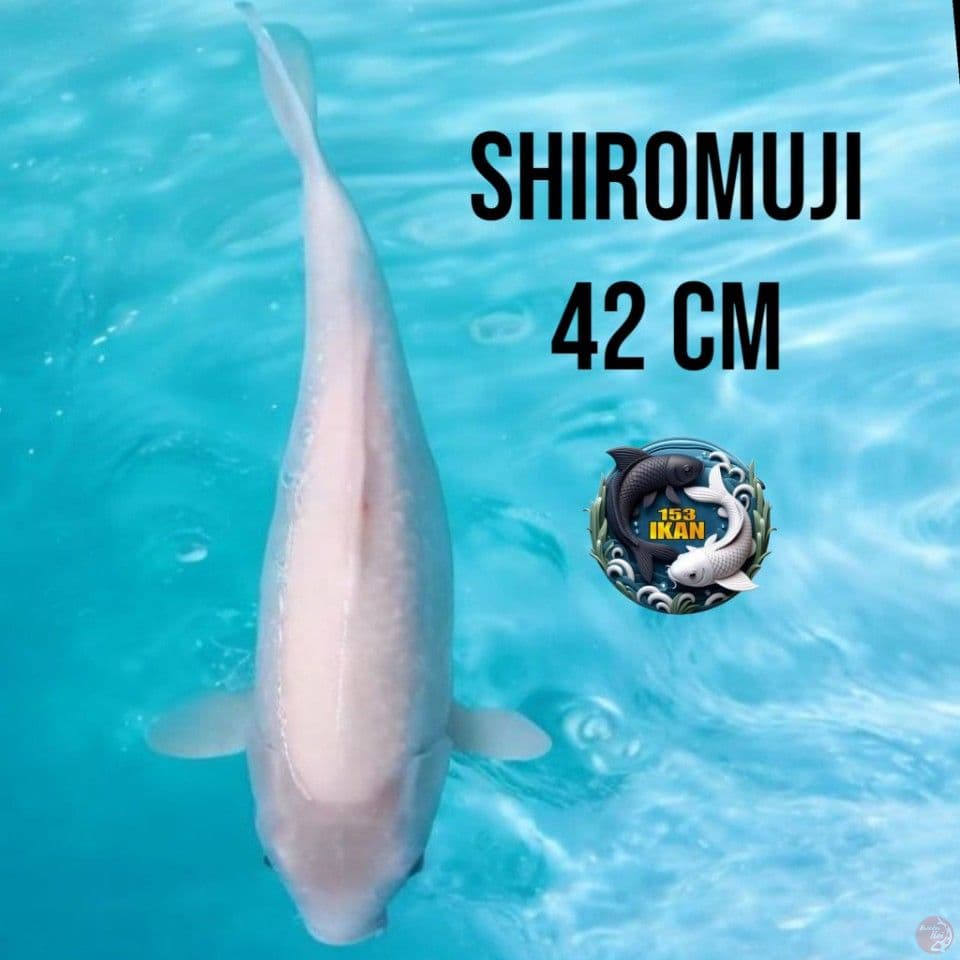 Shiromuji