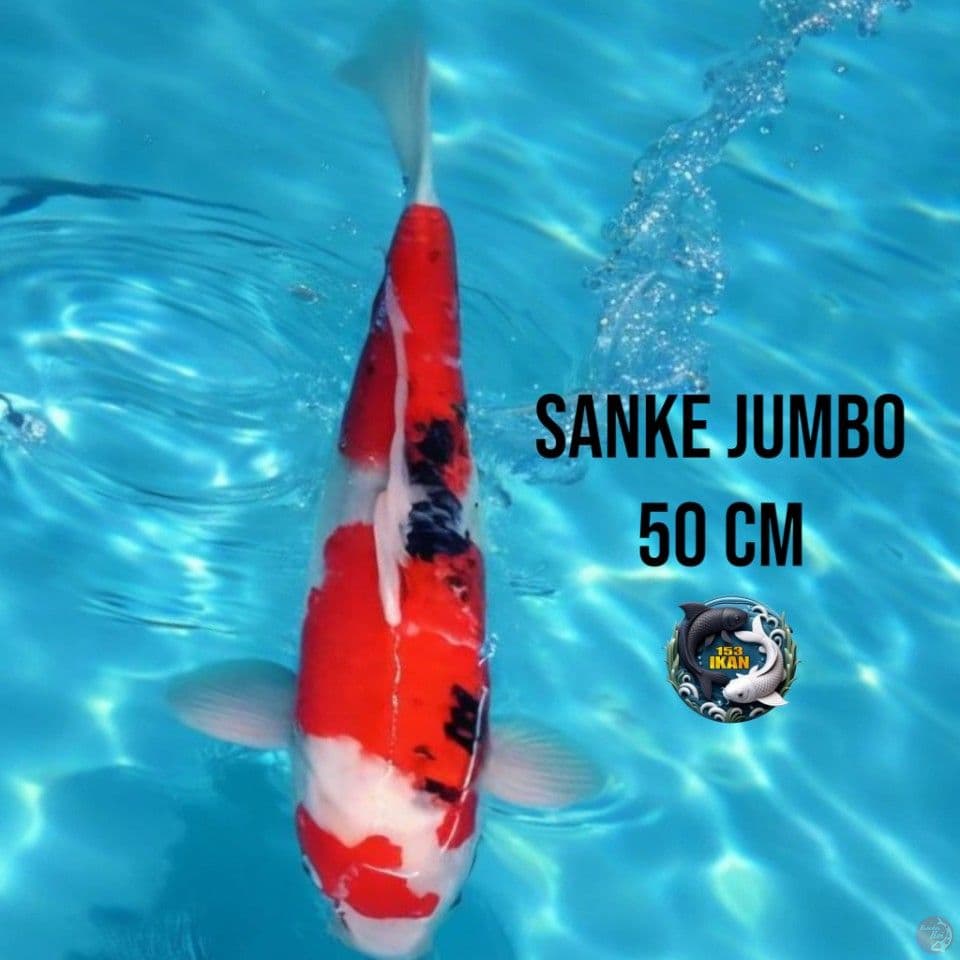 Sanke Jumbo