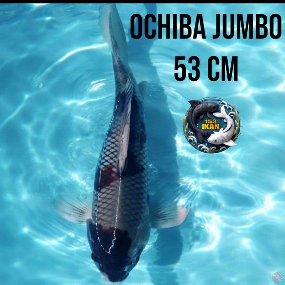 Ochiba Jumbo 