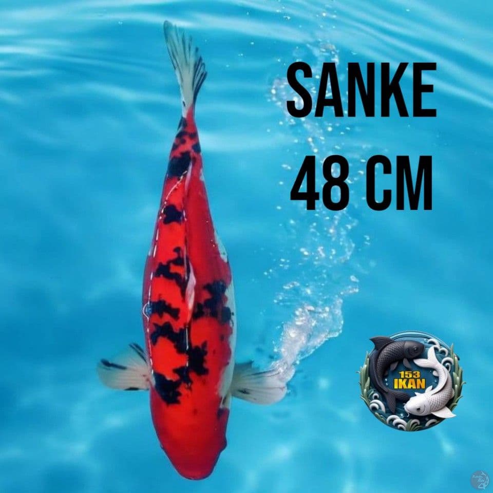 Sanke