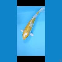 hariwake