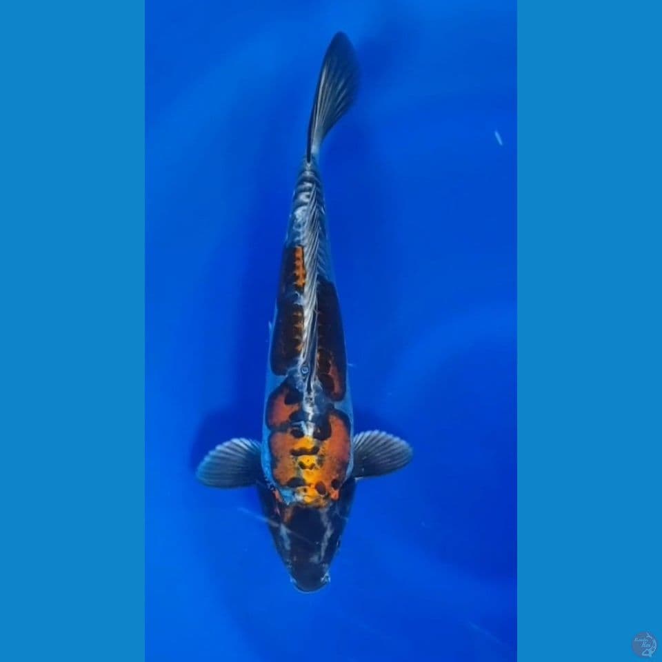 kiko 33cm
