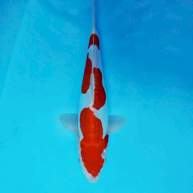 KANYA 11 ~ KOHAKU DOITSU 3 STEPS,-