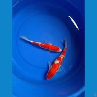 kohaku 25-27cm