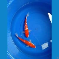 kohaku doit&sisik 25cm