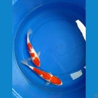 kohaku 24-27cm