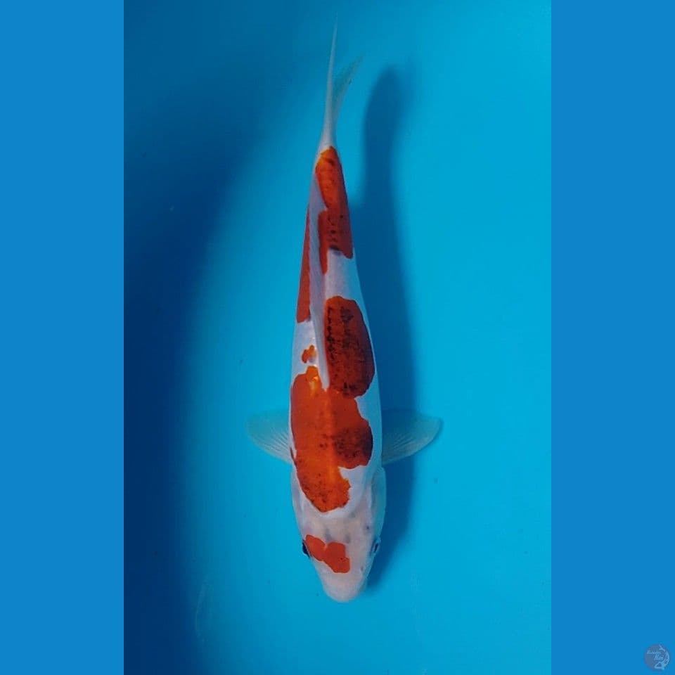 kiko 28cm