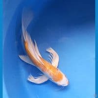 HARIWAKE 31CM