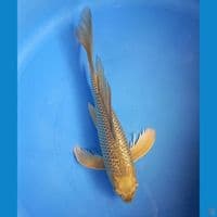MIDORI GINRIN 31CM